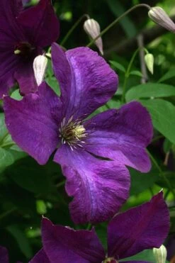Polish Spirit Clematis - 1 Gallon Pot 17 Polish Spirit Clematis - 1 Gallon Pot -Botanhush Sales clematis polish spirit 2