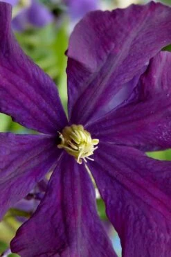 Polish Spirit Clematis - 1 Gallon Pot 15 Polish Spirit Clematis - 1 Gallon Pot -Botanhush Sales clematis polish spirit 5