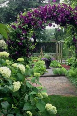 Polish Spirit Clematis - 1 Gallon Pot 12 Polish Spirit Clematis - 1 Gallon Pot -Botanhush Sales clematis polish spirit 7