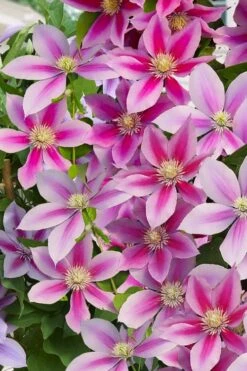 Poseidon Clematis - 1 Gallon Pot 10 Poseidon Clematis - 1 Gallon Pot -Botanhush Sales clematis poseidon 11