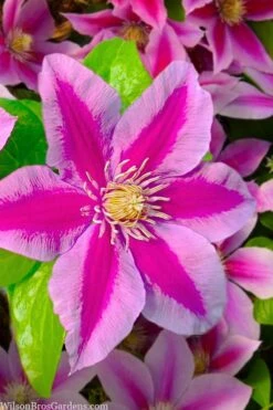 Poseidon Clematis - 1 Gallon Pot 11 Poseidon Clematis - 1 Gallon Pot -Botanhush Sales clematis poseidon 12