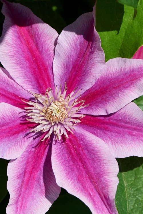 Poseidon Clematis - 1 Gallon Pot 1 Poseidon Clematis - 1 Gallon Pot