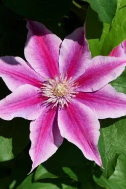 Poseidon Clematis - 1 Gallon Pot 9 Poseidon Clematis - 1 Gallon Pot -Botanhush Sales clematis poseidon 9