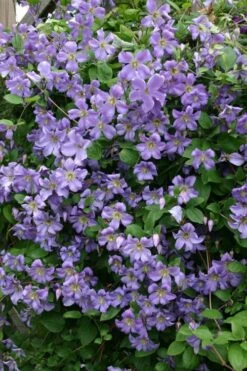 Prince Charles Clematis - 1 Gallon Pot -Botanhush Sales clematis prince charles 1