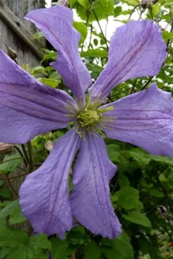 Prince Charles Clematis - 1 Gallon Pot -Botanhush Sales clematis prince charles 4