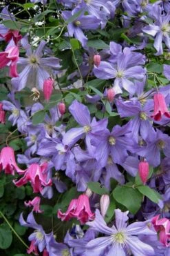 Prince Charles Clematis - 1 Gallon Pot -Botanhush Sales clematis prince charles 6