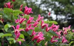 Princess Diana Clematis - 1 Gallon Pot 15 Princess Diana Clematis - 1 Gallon Pot -Botanhush Sales clematis princess diana 1