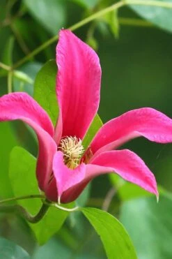 Princess Diana Clematis - 1 Gallon Pot 14 Princess Diana Clematis - 1 Gallon Pot -Botanhush Sales clematis princess diana 3