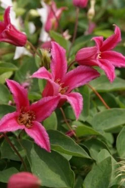 Princess Diana Clematis - 1 Gallon Pot 13 Princess Diana Clematis - 1 Gallon Pot -Botanhush Sales clematis princess diana 4