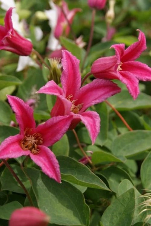 Princess Diana Clematis - 1 Gallon Pot 6 Princess Diana Clematis - 1 Gallon Pot - Image 6