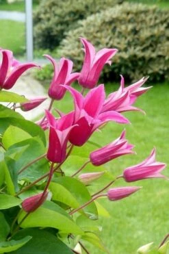 Princess Diana Clematis - 1 Gallon Pot 11 Princess Diana Clematis - 1 Gallon Pot -Botanhush Sales clematis princess diana 5