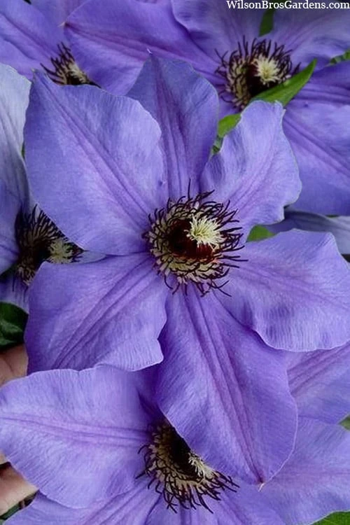Ramona Clematis - 1 Gallon Pot 1 Ramona Clematis - 1 Gallon Pot
