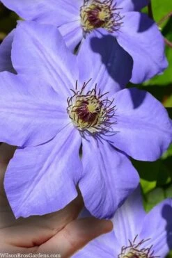Ramona Clematis - 1 Gallon Pot 13 Ramona Clematis - 1 Gallon Pot -Botanhush Sales clematis ramona 9