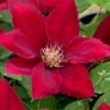 Rebecca Clematis - 1 Gallon Pot