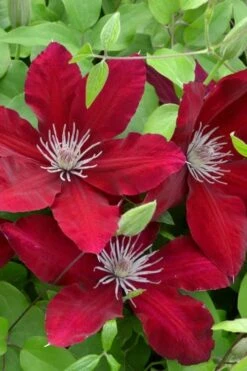 Rebecca Clematis - 1 Gallon Pot 9 Rebecca Clematis - 1 Gallon Pot -Botanhush Sales clematis rebecca 5