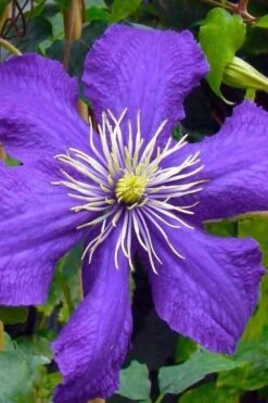 Rhapsody Clematis - 1 Gallon Pot 12 Rhapsody Clematis - 1 Gallon Pot -Botanhush Sales clematis rhapsody 3