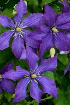 Rhapsody Clematis - 1 Gallon Pot 14 Rhapsody Clematis - 1 Gallon Pot -Botanhush Sales clematis rhapsody 4