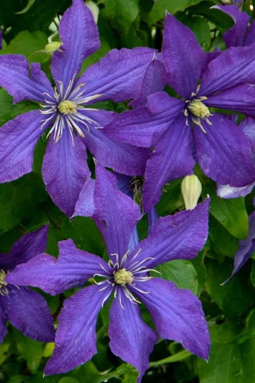 Rhapsody Clematis - 1 Gallon Pot 7 Rhapsody Clematis - 1 Gallon Pot - Image 7