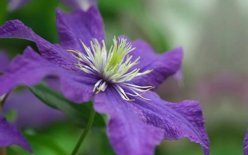 Rhapsody Clematis - 1 Gallon Pot 8 Rhapsody Clematis - 1 Gallon Pot - Image 8