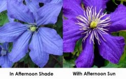 Rhapsody Clematis - 1 Gallon Pot 11 Rhapsody Clematis - 1 Gallon Pot -Botanhush Sales clematis rhapsody 9