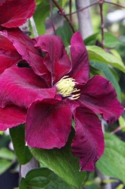 Rosemoor Clematis - 1 Gallon Pot -Botanhush Sales clematis rosemoor 5