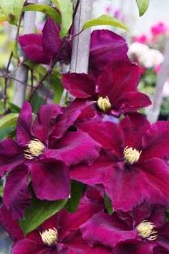 Rosemoor Clematis - 1 Gallon Pot -Botanhush Sales clematis rosemoor 6