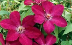 Rouge Cardinal Clematis - 1 Gallon Pot -Botanhush Sales clematis rouge cardinal 2