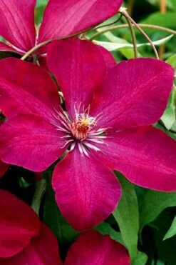 Rouge Cardinal Clematis - 1 Gallon Pot -Botanhush Sales clematis rouge cardinal 3