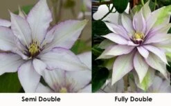 Samaritan Jo Clematis - 1 Gallon Pot 13 Samaritan Jo Clematis - 1 Gallon Pot -Botanhush Sales clematis samaritan jo 8