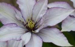 Samaritan Jo Clematis - 1 Gallon Pot 17 Samaritan Jo Clematis - 1 Gallon Pot -Botanhush Sales clematis samaritan joe 1
