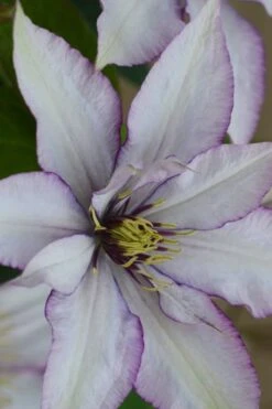 Samaritan Jo Clematis - 1 Gallon Pot 16 Samaritan Jo Clematis - 1 Gallon Pot -Botanhush Sales clematis samaritan joe 2
