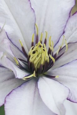 Samaritan Jo Clematis - 1 Gallon Pot 15 Samaritan Jo Clematis - 1 Gallon Pot -Botanhush Sales clematis samaritan joe 4