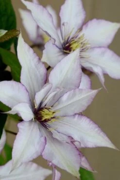 Samaritan Jo Clematis - 1 Gallon Pot 12 Samaritan Jo Clematis - 1 Gallon Pot -Botanhush Sales clematis samaritan joe 5