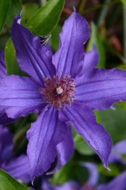 Sapphire Indigo Clematis - 1 Gallon Pot -Botanhush Sales clematis sapphire indigo 1 1