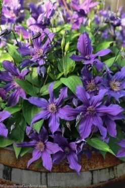 Sapphire Indigo Clematis - 1 Gallon Pot -Botanhush Sales clematis sapphire indigo 4 1