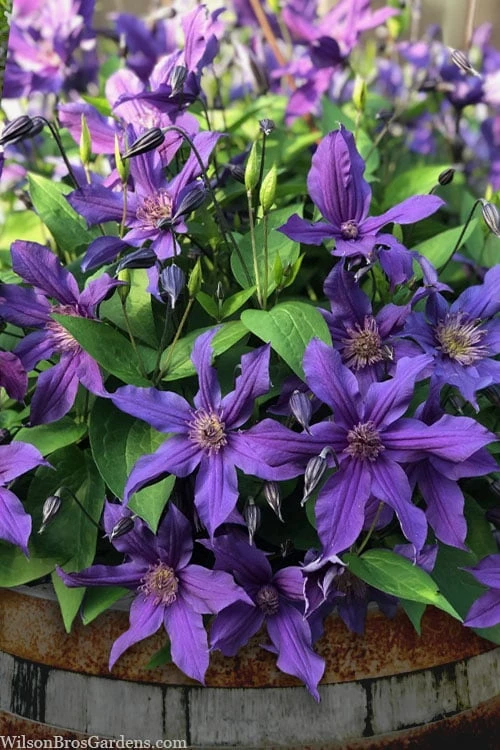 Sapphire Indigo Clematis - 3 Gallon Pot 1 Sapphire Indigo Clematis - 3 Gallon Pot