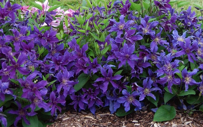 Sapphire Indigo Clematis - 3 Gallon Pot 4 Sapphire Indigo Clematis - 3 Gallon Pot - Image 4