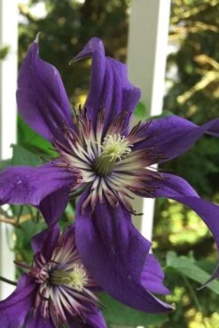 Sapphire Indigo Clematis - 3 Gallon Pot 11 Sapphire Indigo Clematis - 3 Gallon Pot -Botanhush Sales clematis sapphire indigo 9