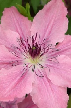 Sarah Elizabeth Clematis - 1 Gallon Pot -Botanhush Sales clematis sarah elizabeth 3