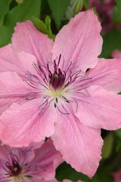 Sarah Elizabeth Clematis - 1 Gallon Pot -Botanhush Sales clematis sarah elizabeth 4
