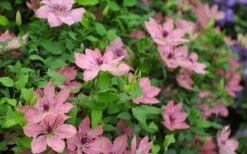 Sarah Elizabeth Clematis - 1 Gallon Pot -Botanhush Sales clematis sarah elizabeth 5