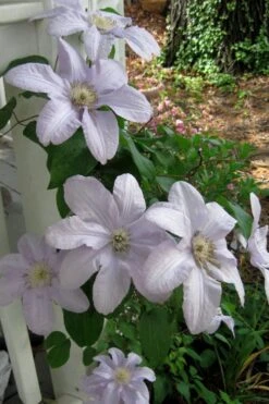 Silver Moon Clematis - 1 Gallon Pot 8 Silver Moon Clematis - 1 Gallon Pot -Botanhush Sales clematis silver moon 3