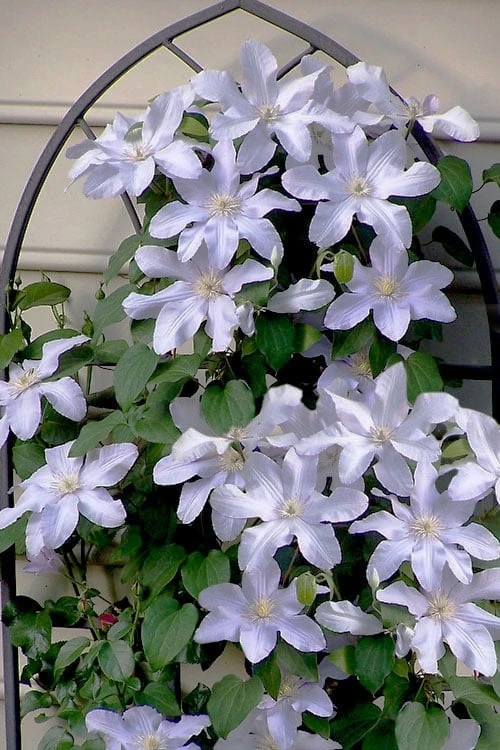 Silver Moon Clematis - 1 Gallon Pot 5 Silver Moon Clematis - 1 Gallon Pot - Image 5
