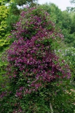 Sweet Summer Love Clematis - 1 Gallon Pot -Botanhush Sales clematis sweet summer love 4