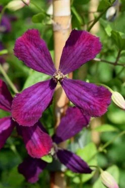Sweet Summer Love Clematis - 1 Gallon Pot -Botanhush Sales clematis sweet summer love 7