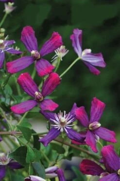 Sweet Summer Love Clematis - 1 Gallon Pot -Botanhush Sales clematis sweet summer love 8