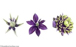 Taiga Clematis - 2 Gallon Pot -Botanhush Sales clematis taiga 24 1