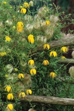 Tangutica Yellow Clematis - 1 Gallon Pot 14 Tangutica Yellow Clematis - 1 Gallon Pot -Botanhush Sales clematis tangutica 4
