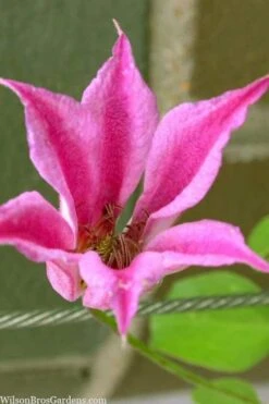 Duchess Of Albany Clematis - 1 Gallon Pot -Botanhush Sales clematis texensis duchess of albany 13