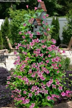Duchess Of Albany Clematis - 1 Gallon Pot -Botanhush Sales clematis texensis duchess of albany 15